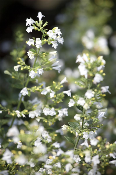 Calamintha nepeta