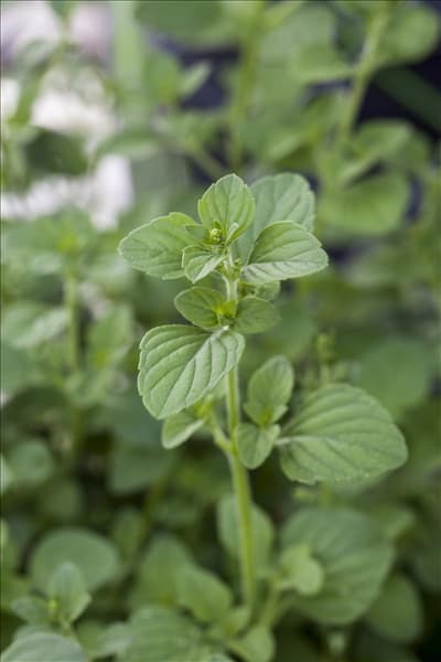Calamintha nepeta