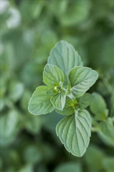 Calamintha nepeta