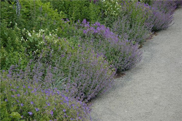 Calamintha nepeta