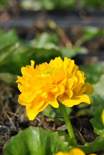 Caltha palustris 'Multiplex'