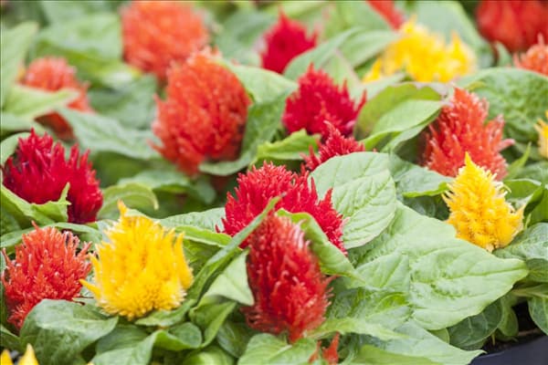 Celosia argentea var. plumosa