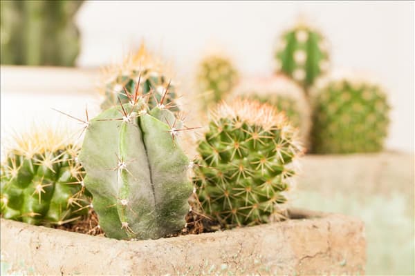 Astrophytum