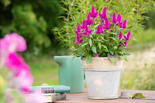 Celosia argentea 'Deep Purple'