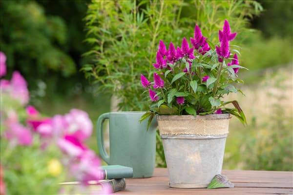 Celosia argentea 'Deep Purple'