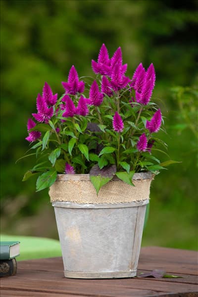 Celosia argentea 'Deep Purple'