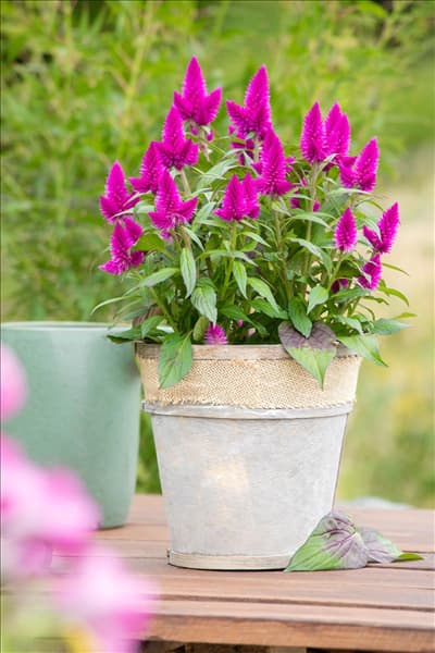 Celosia argentea 'Deep Purple'
