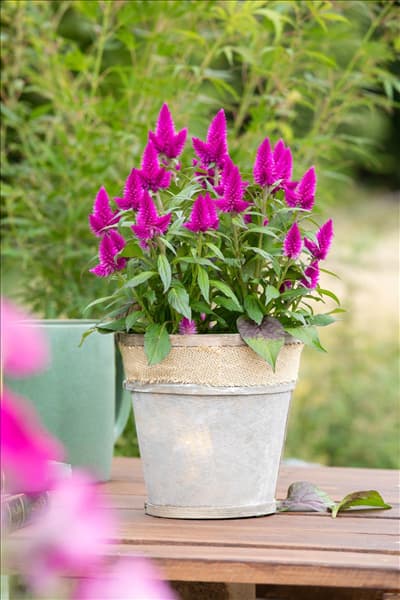 Celosia argentea 'Deep Purple'