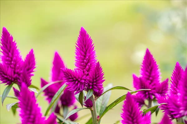 Celosia argentea 'Deep Purple'