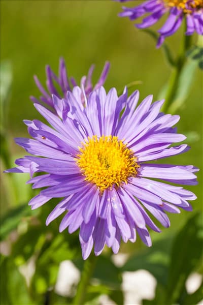 Aster alpinus 'Dunkle Schöne'