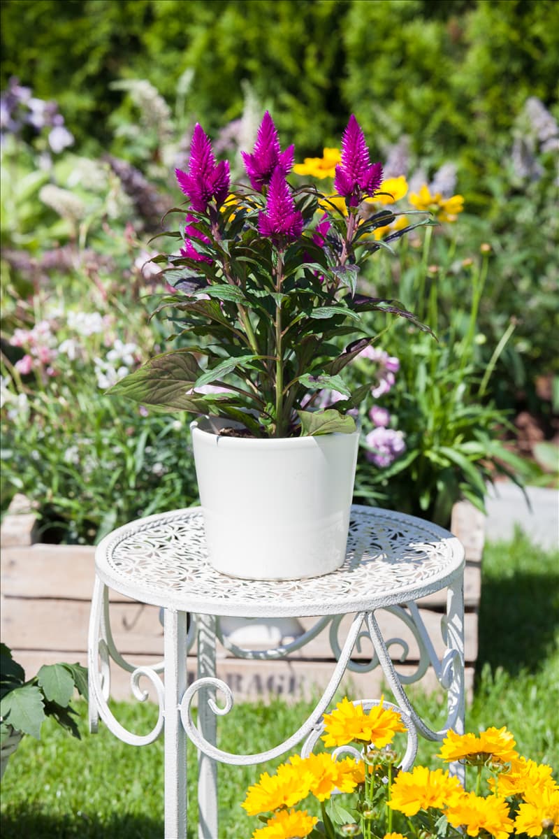 Celosia argentea var. plumosa 'Venezuela'