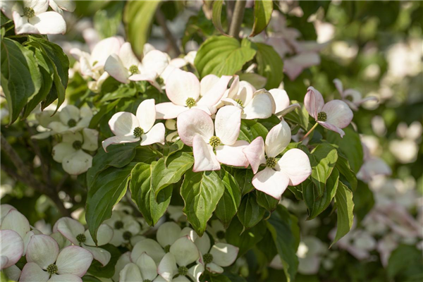 Cornus kousa 'Satomi'®