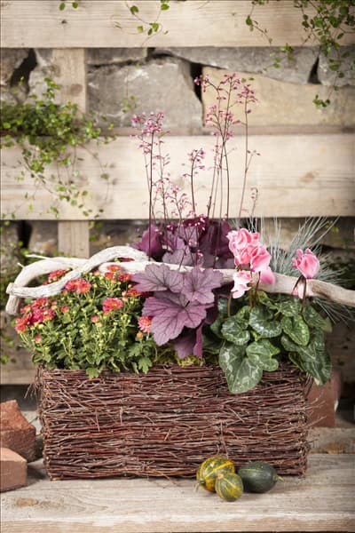 Heuchera