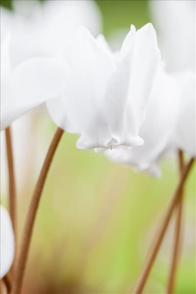 Cyclamen hederifolium 'Ive Ice White'