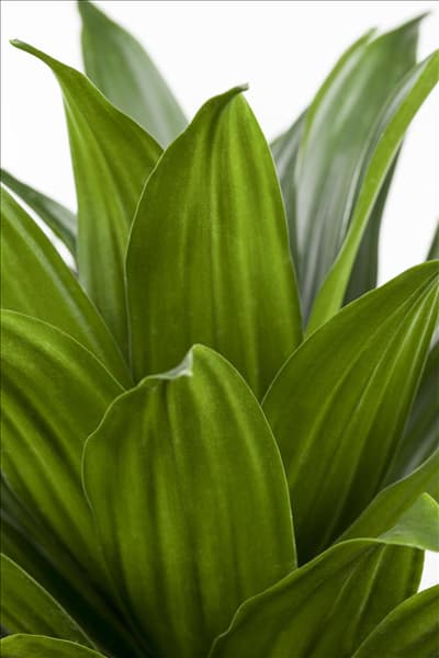 Dracaena deremensis 'Compacta'