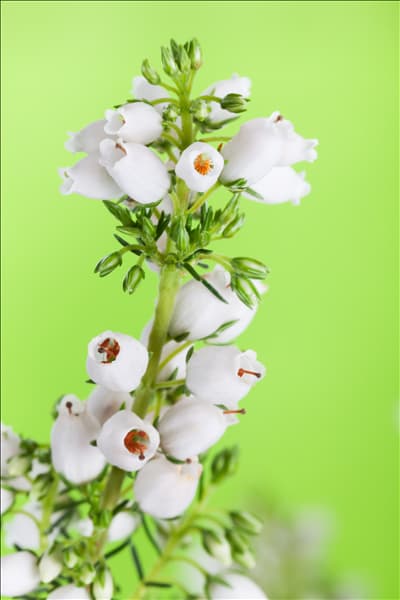 Erica cinerea 'Heideperle'®