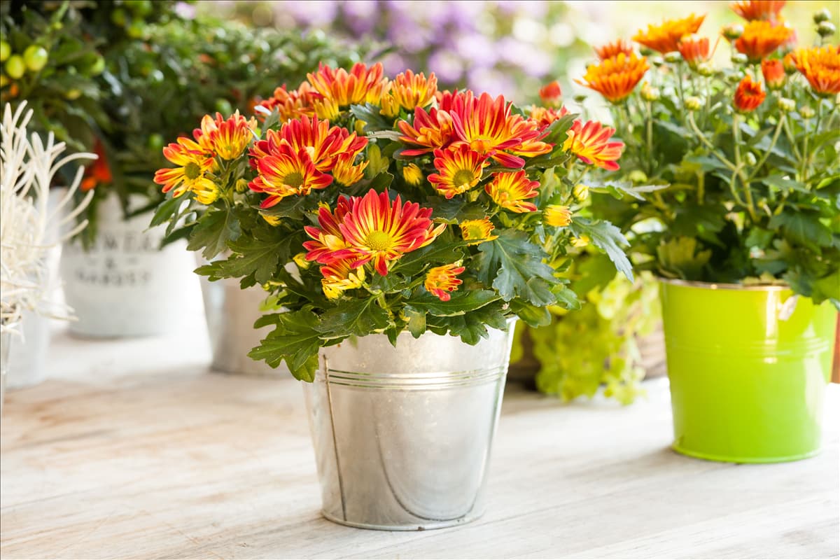 Chrysanthemum indicum 'Melodie'
