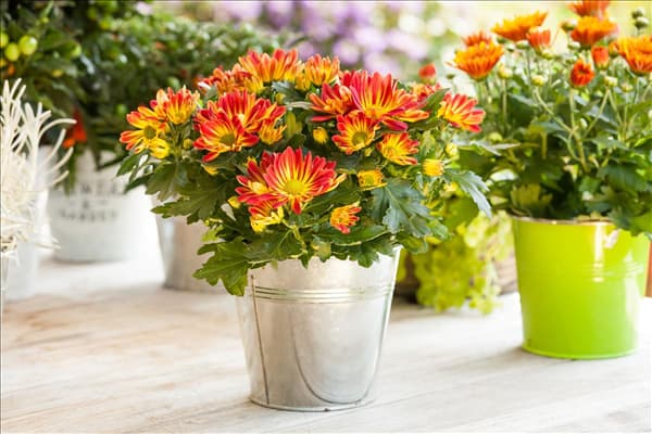 Chrysanthemum indicum 'Melodie'