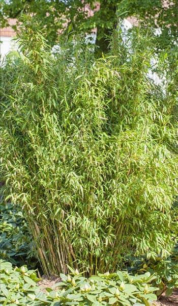 Fargesia murielae 'Well-Born'®