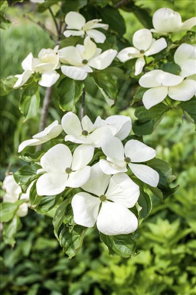 Cornus kousa 'Venus'®