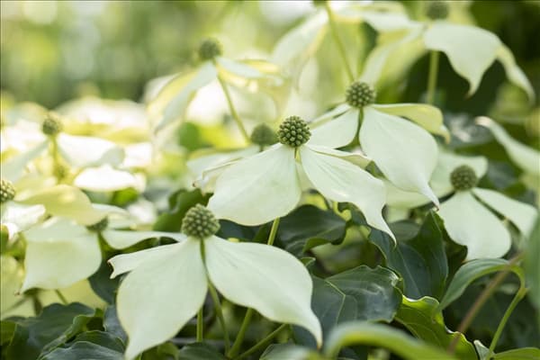 Cornus kousa 'Venus'®