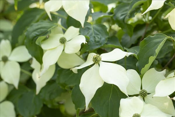 Cornus kousa 'Venus'®