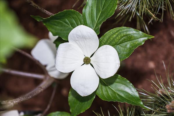 Cornus kousa 'Venus'®