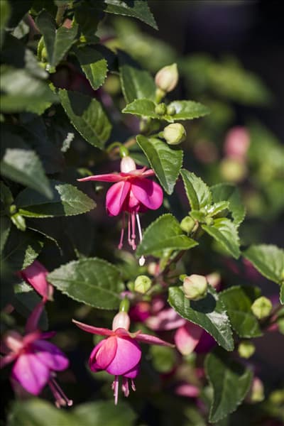 Fuchsia
