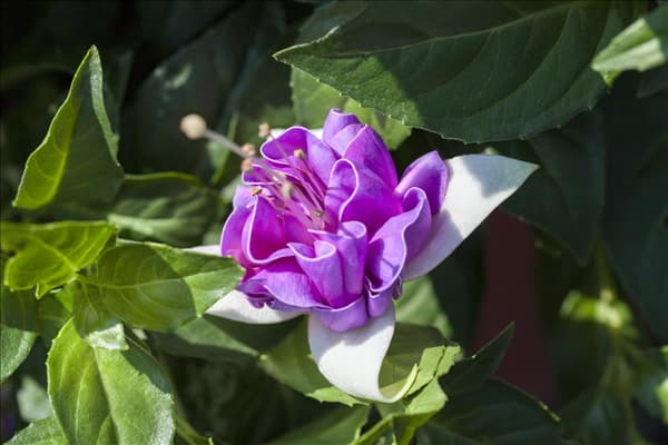 Fuchsia 'Jollies® La Grande Lorraine'(s)