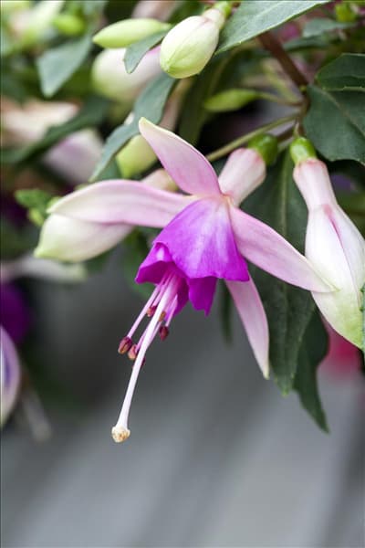 Fuchsia 'Jollies® Brest'