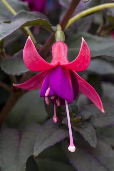 Fuchsia 'Jollies® Force Paris'(s)