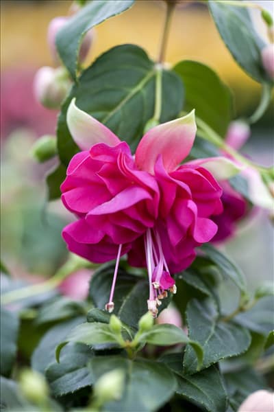 Fuchsia 'Jollies® La Grande Corse'(s)