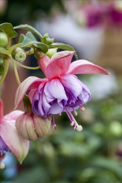 Fuchsia 'Jollies® Trailing Colmar'(s)