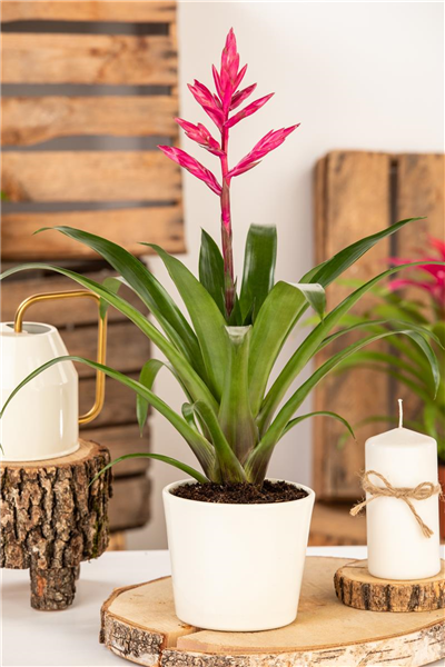 Guzmania 'Claire'