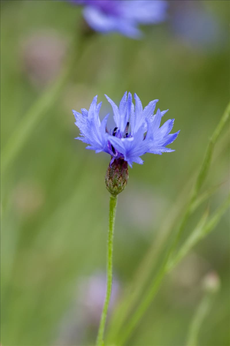 Centaurea cyanus