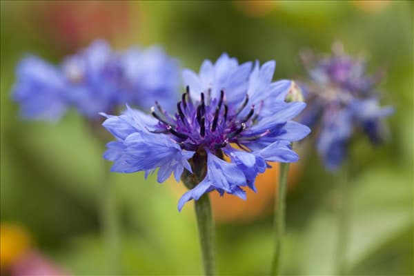 Centaurea cyanus