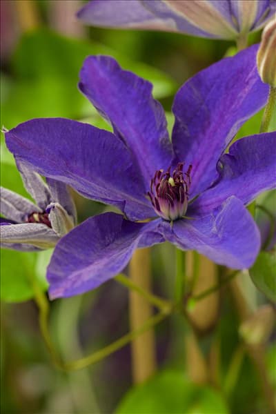 Clematis 'The President'®