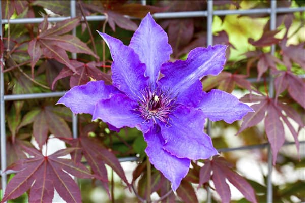 Clematis 'The President'®