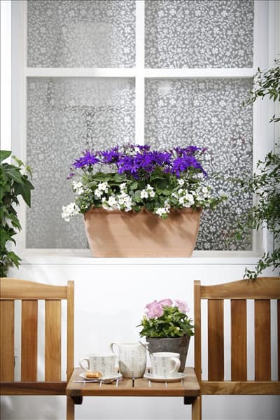 Bacopa