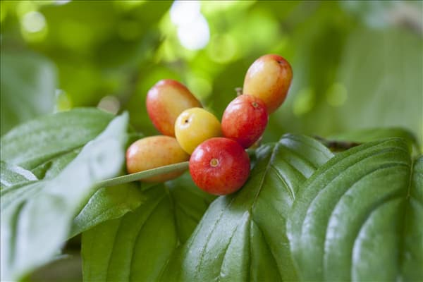 Cornus mas