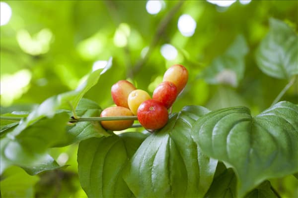Cornus mas