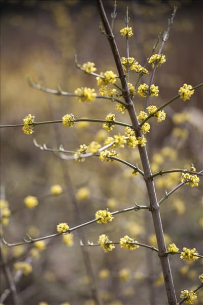 Cornus mas