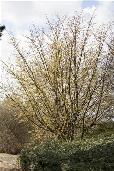 Cornus mas