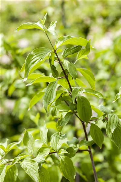 Cornus mas