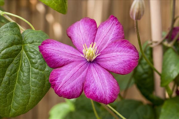 Clematis 'Ville de Lyon'