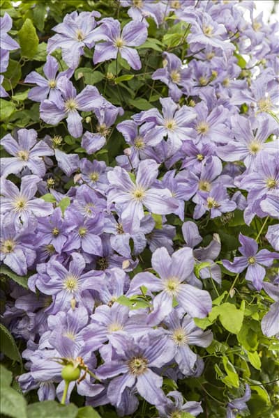 Clematis viticella