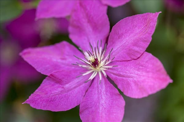 Clematis viticella