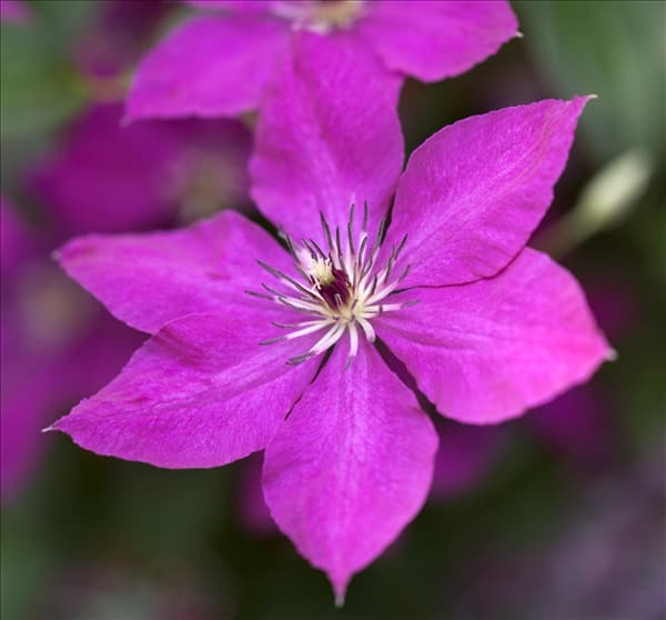 Clematis viticella