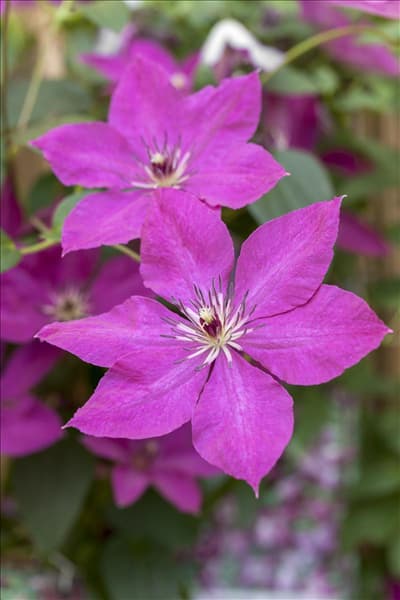 Clematis viticella