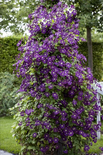 Clematis viticella